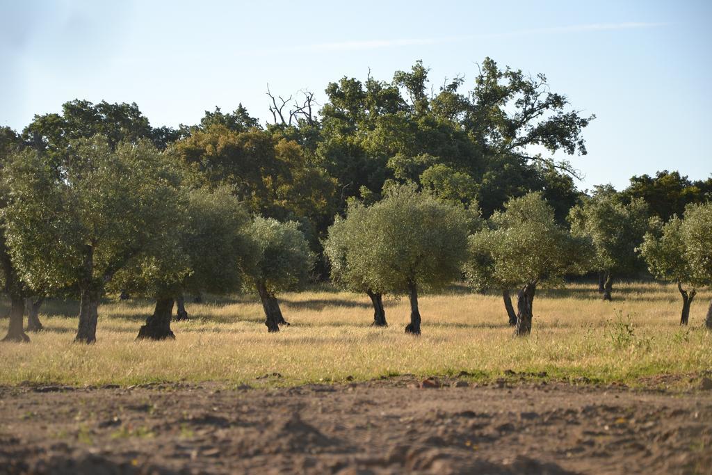 Quinta Dos Carvalhos Villa Кастело Бранко Екстериор снимка