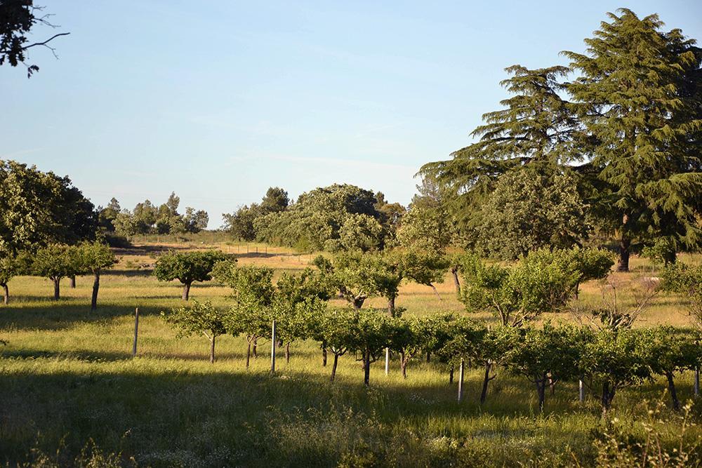 Quinta Dos Carvalhos Villa Кастело Бранко Екстериор снимка